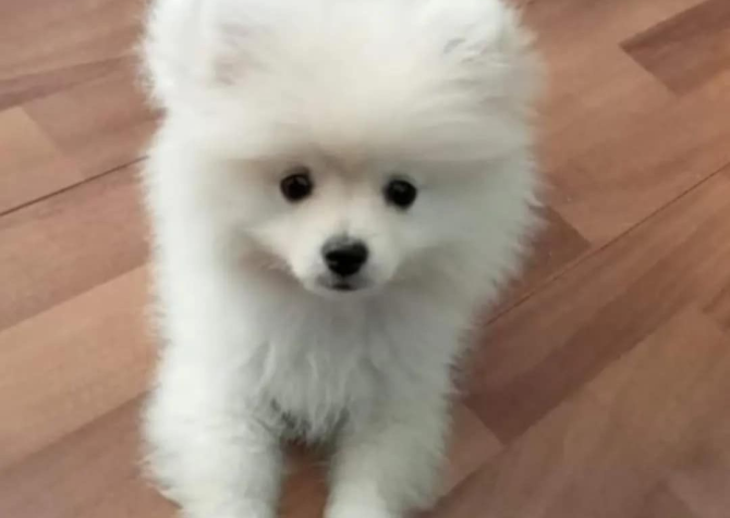 Pomeranian